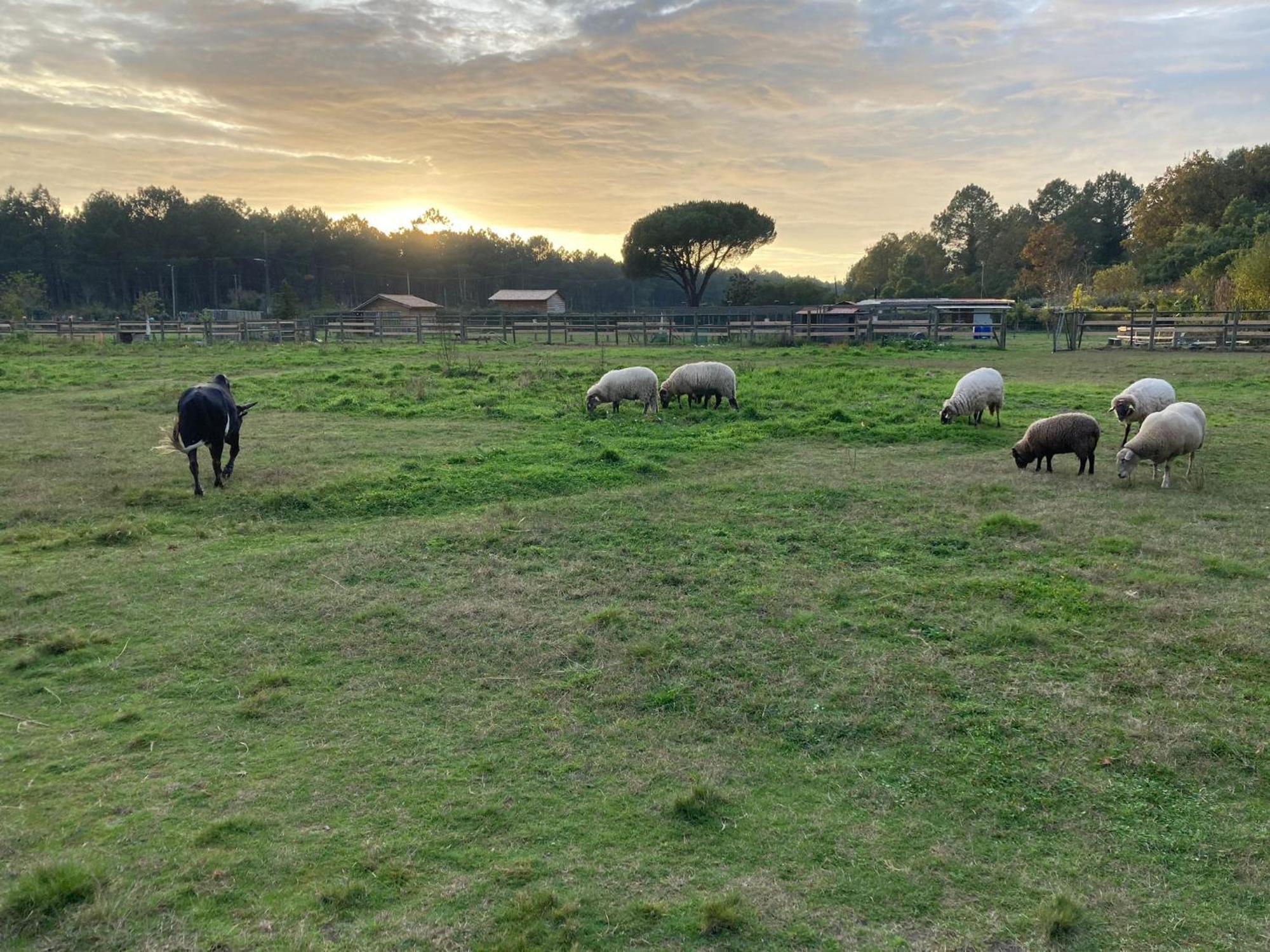Gite - La Ferme A La Plage Le Porge Exterior foto
